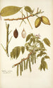 Juglans cinerea - Nikolaus Joseph Freiherr von Jacquin — artwork view