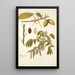 Juglans cinerea - Nikolaus Joseph Freiherr von Jacquin — framed artwork on a wall