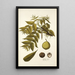 Juglans nigra - Nikolaus Joseph Freiherr von Jacquin — framed artwork on a wall