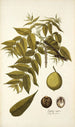 Juglans nigra - Nikolaus Joseph Freiherr von Jacquin — artwork view