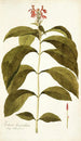 Justicia bracteolata - Nikolaus Joseph Freiherr von Jacquin — artwork view