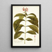 Justicia bracteolata - Nikolaus Joseph Freiherr von Jacquin — framed artwork on a wall