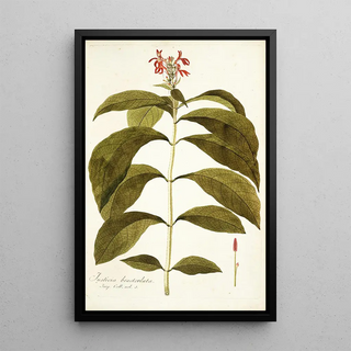 Nikolaus Joseph Freiherr von Jacquin - Justicia bracteolata.webp