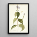 Justicia caracasana - Nikolaus Joseph Freiherr von Jacquin — framed artwork on a wall