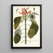 Justicia pulcherrima - Nikolaus Joseph Freiherr von Jacquin — framed artwork on a wall