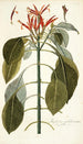 Justicia pulcherrima - Nikolaus Joseph Freiherr von Jacquin — artwork view
