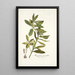 Kiggelaria integrifolia - Nikolaus Joseph Freiherr von Jacquin — framed artwork on a wall