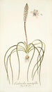 Lachenalia angustifolia - Nikolaus Joseph Freiherr von Jacquin — artwork view