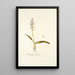 Lachenalia glaucina - Nikolaus Joseph Freiherr von Jacquin — framed artwork on a wall