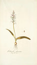 Lachenalia glaucina - Nikolaus Joseph Freiherr von Jacquin — artwork view