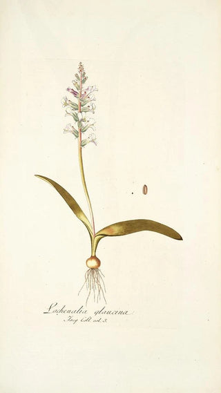 Nikolaus Joseph Freiherr von Jacquin - Lachenalia glaucina.webp