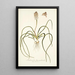 Lachenalia hyacinthoides - Nikolaus Joseph Freiherr von Jacquin — framed artwork on a wall