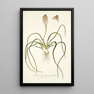 Nikolaus Joseph Freiherr von Jacquin - Lachenalia hyacinthoides.webp