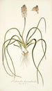 Lachenalia hyacinthoides - Nikolaus Joseph Freiherr von Jacquin — artwork view