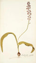 Lachenalia isopetala - Nikolaus Joseph Freiherr von Jacquin — artwork view