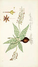 Lachenalia lanceaefolia - Nikolaus Joseph Freiherr von Jacquin — artwork view