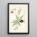 Lachenalia lanceaefolia - Nikolaus Joseph Freiherr von Jacquin — framed artwork on a wall
