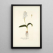 Lachenalia liliflora - Nikolaus Joseph Freiherr von Jacquin — framed artwork on a wall