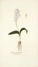 Lachenalia liliflora - Nikolaus Joseph Freiherr von Jacquin — artwork view