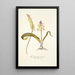 Lachenalia luteola - Nikolaus Joseph Freiherr von Jacquin — framed artwork on a wall