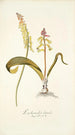 Lachenalia luteola - Nikolaus Joseph Freiherr von Jacquin — artwork view