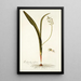 Lachenalia mediana - Nikolaus Joseph Freiherr von Jacquin — framed artwork on a wall