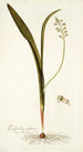 Lachenalia mediana - Nikolaus Joseph Freiherr von Jacquin — artwork view