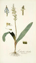 Lachenalia orchioides - Nikolaus Joseph Freiherr von Jacquin — artwork view