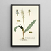 Lachenalia orchioides - Nikolaus Joseph Freiherr von Jacquin — framed artwork on a wall