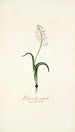Lachenalia patula - Nikolaus Joseph Freiherr von Jacquin — artwork view