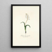 Lachenalia patula - Nikolaus Joseph Freiherr von Jacquin — framed artwork on a wall