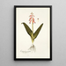 Lachenalia pendula - Nikolaus Joseph Freiherr von Jacquin — framed artwork on a wall