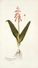 Lachenalia pendula - Nikolaus Joseph Freiherr von Jacquin — artwork view