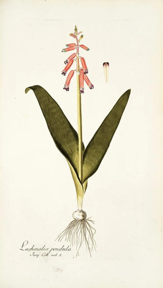 Nikolaus Joseph Freiherr von Jacquin - Lachenalia pendula.webp