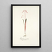 Lachenalia punctata - Nikolaus Joseph Freiherr von Jacquin — framed artwork on a wall