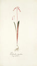 Lachenalia punctata - Nikolaus Joseph Freiherr von Jacquin — artwork view
