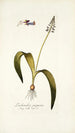 Lachenalia purpurea - Nikolaus Joseph Freiherr von Jacquin — artwork view