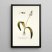 Lachenalia purpurea - Nikolaus Joseph Freiherr von Jacquin — framed artwork on a wall