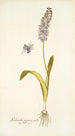 Lachenalia purpurocoerulea - Nikolaus Joseph Freiherr von Jacquin — artwork view