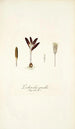 Lachenalia pusilla - Nikolaus Joseph Freiherr von Jacquin — artwork view
