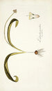 Lachenalia pustulata - Nikolaus Joseph Freiherr von Jacquin — artwork view