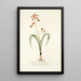Lachenalia quadricolor - Nikolaus Joseph Freiherr von Jacquin — framed artwork on a wall