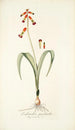 Lachenalia quadricolor - Nikolaus Joseph Freiherr von Jacquin — artwork view