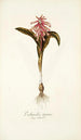 Lachenalia tigrina - Nikolaus Joseph Freiherr von Jacquin — artwork view