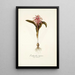 Lachenalia tigrina - Nikolaus Joseph Freiherr von Jacquin — framed artwork on a wall