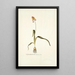 Lachenalia tricolor - Nikolaus Joseph Freiherr von Jacquin — framed artwork on a wall