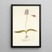 Lachenalia unicolor - Nikolaus Joseph Freiherr von Jacquin — framed artwork on a wall