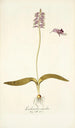 Lachenalia unicolor - Nikolaus Joseph Freiherr von Jacquin — artwork view