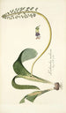 Lachenalia violacea - Nikolaus Joseph Freiherr von Jacquin — artwork view
