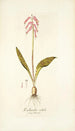 Lachenalia rubida - Nikolaus Joseph Freiherr von Jacquin — artwork view
